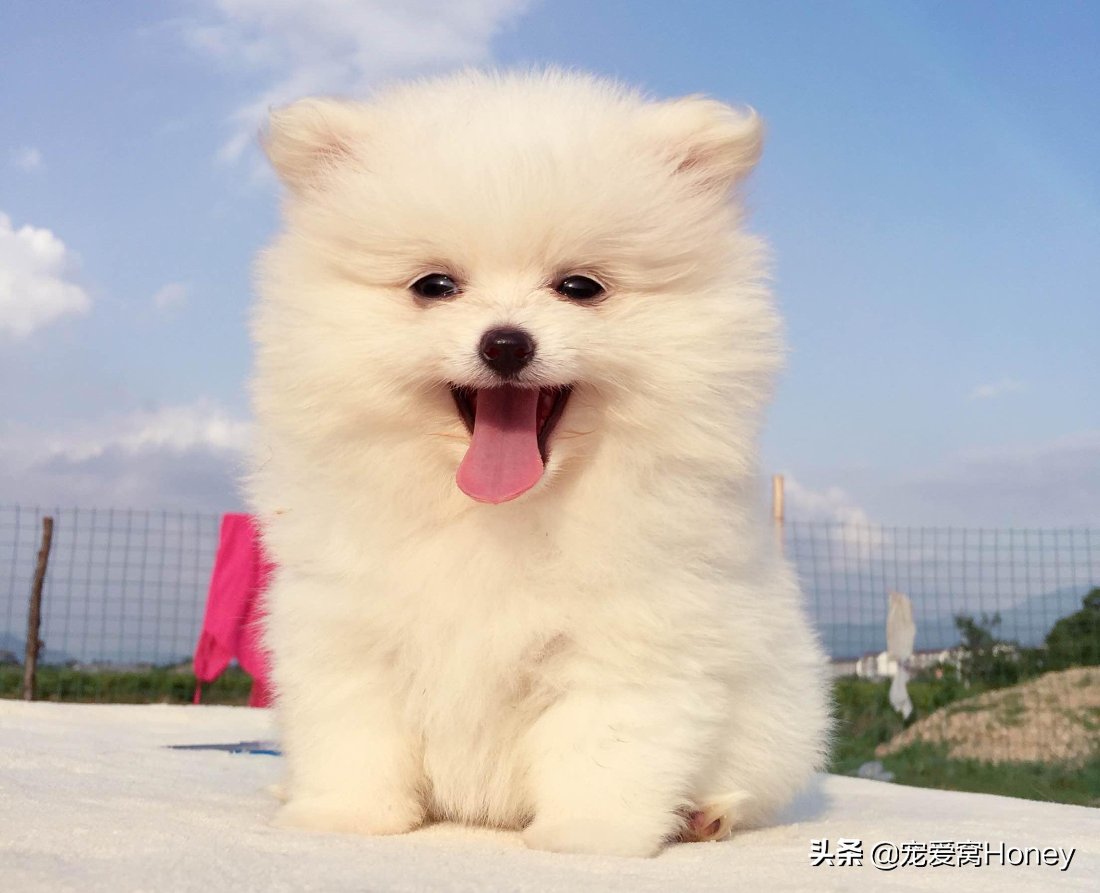 博美狗狗生病特效药,博美狗狗得了细小该怎么治