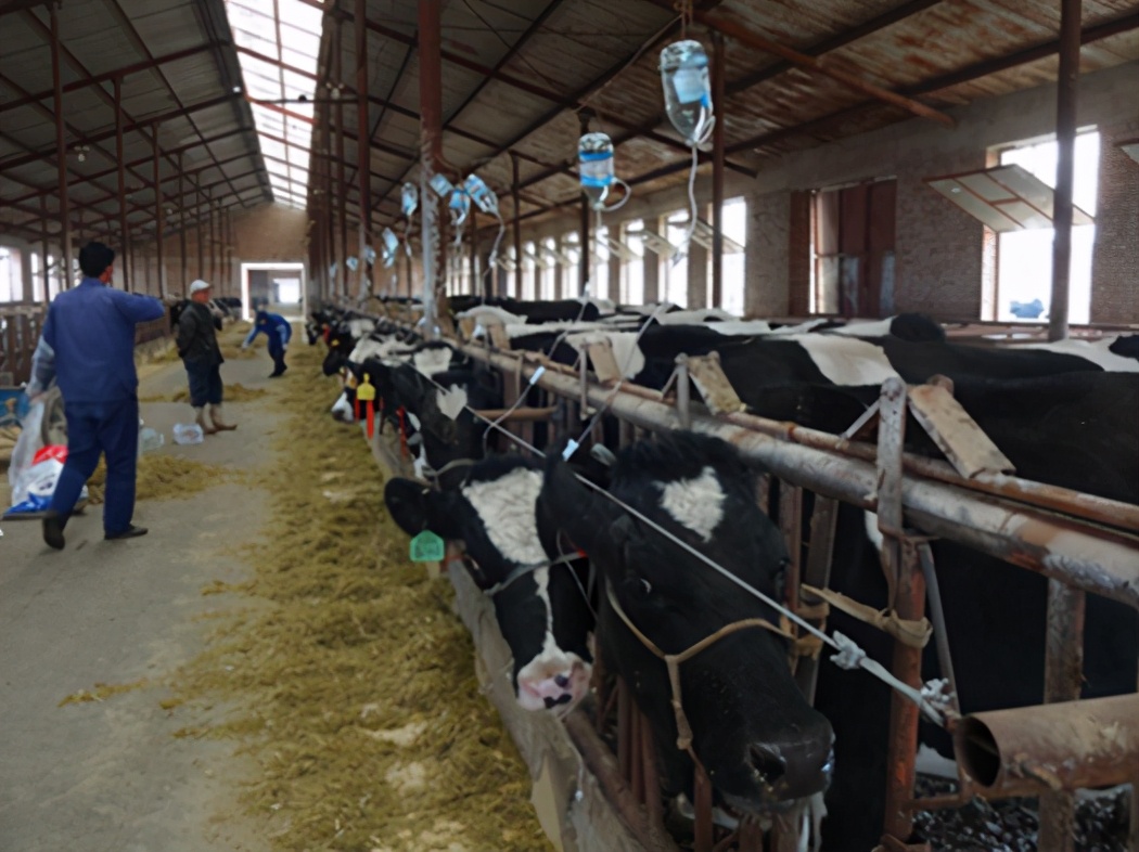 张廷青：美国各兽医诊断中心为何使用强离子检测法？