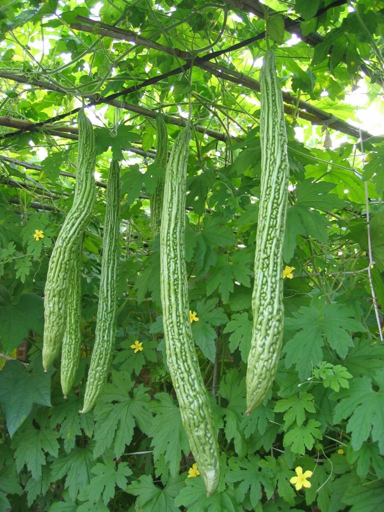 苦瓜烂根死苗怎样防治,苦瓜枯萎病是什么病