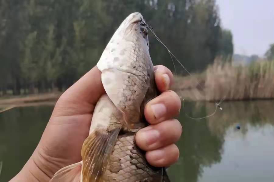 钓鲫鱼的时候遇到黑鱼怎么办,天天钓鱼如何避免钓大鱼