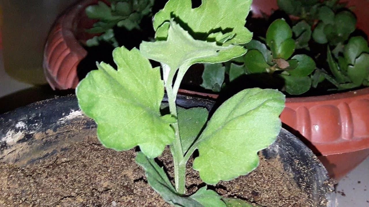 盆栽菊花第二年怎样重头养,菊花盆栽花开后花谢如何处理