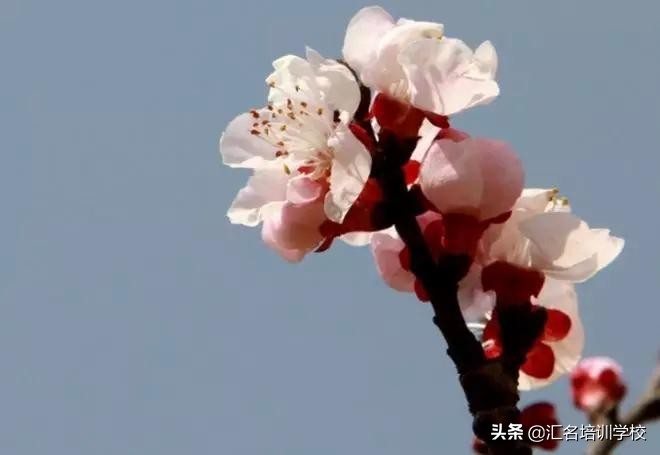 花艺十六种手法,流行花艺简单教学