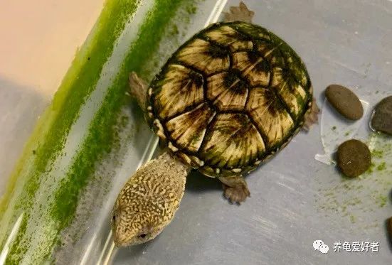 乌龟患上病视频,乌龟生病的几大征兆该用哪些药