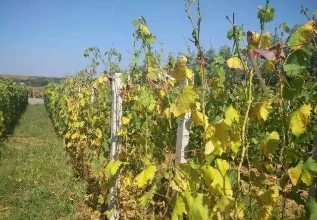 葡萄叶黄化解决方案,促进葡萄叶片黄化