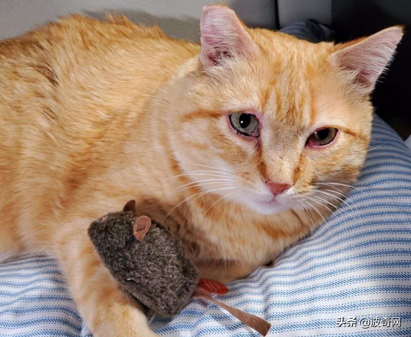 卡车司机收养流浪猫三只,卡车司机收养流浪猫抖音