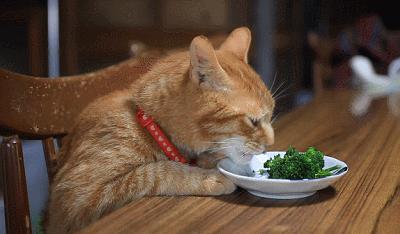 猫咪掉毛很严重补充什么维生素,猫咪脚上突然斑秃掉毛是怎么回事