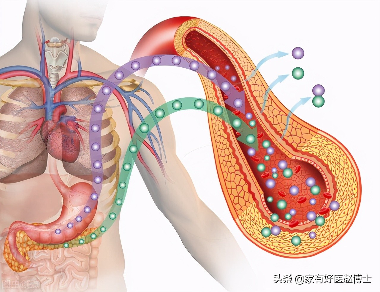 糖尿病为什么不能根治逆转,糖尿病真正的逆转是什么样的表现