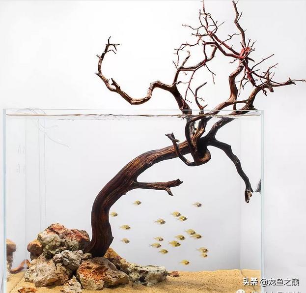 沉木与什么石头搭配造景,沉木造景选树桩还是拱桥