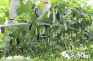 营养液在无土栽培的时候怎么增氧,无土栽培的营养液是怎么配制