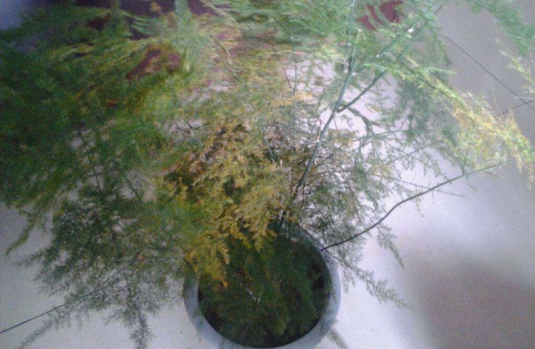 文竹叶子枯黄是什么原因,文竹枝条枯萎什么原因引起的