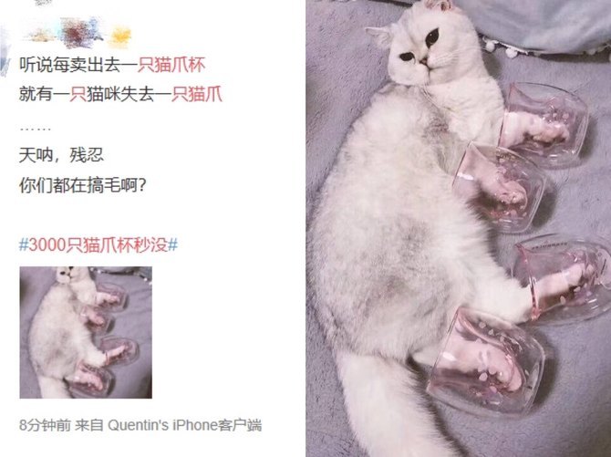 猫爪杯真的很贵吗,猫爪杯杯子价格