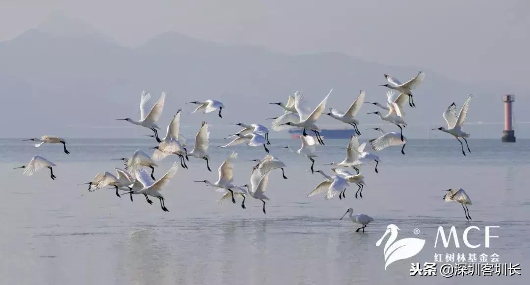 深圳湾是深圳湾口岸吗,什么是深圳