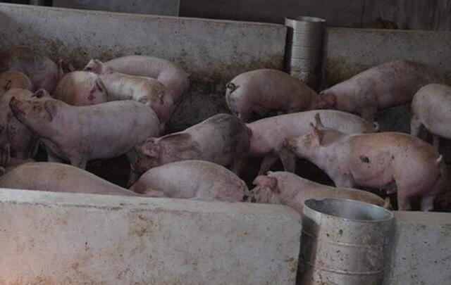 治疗猪喘气哪个药最好,什么中药防治猪咳喘效果好