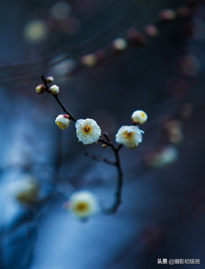 梅花拍摄欣赏技巧有哪些,拍梅花照技巧与角度