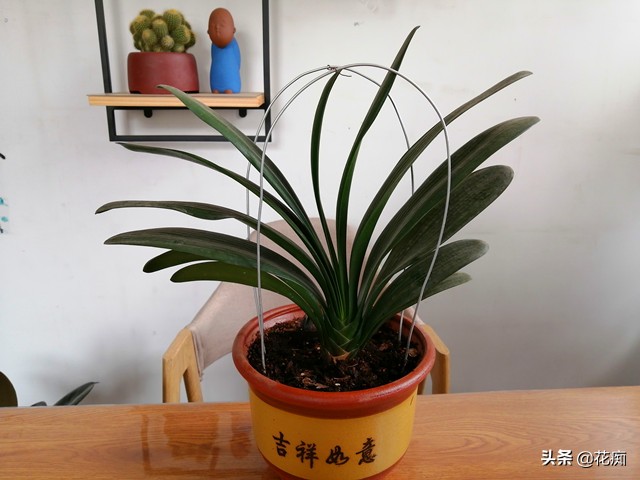 君子兰叶子长弯,君子兰叶片歪得严重矫正示意图