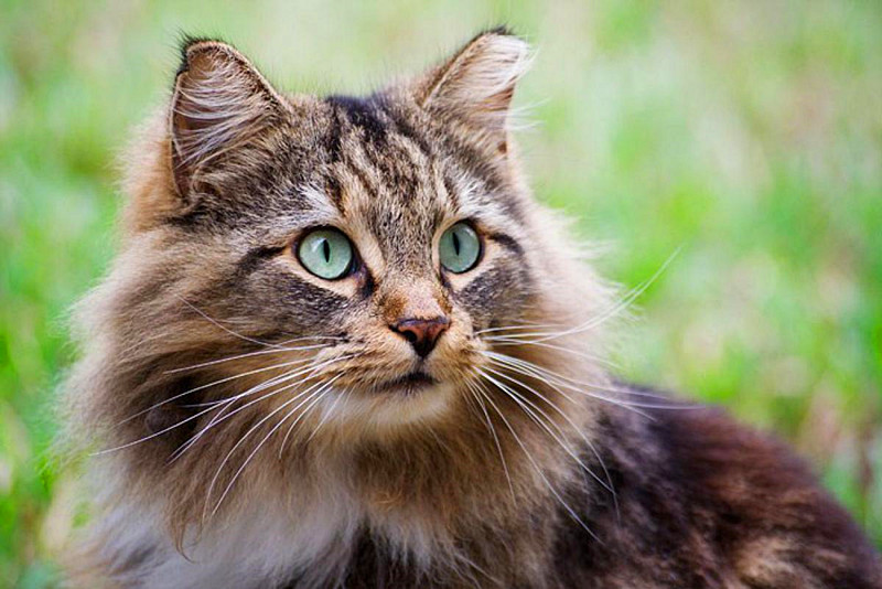 中国人为什么什么都敢吃,中国人什么都吃但为什么不吃猫