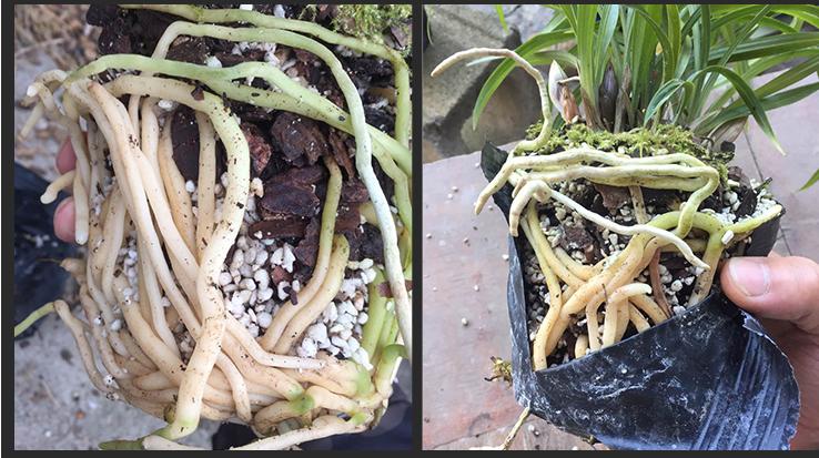 养君子兰记住5个小口诀,君子兰有六项关注事项