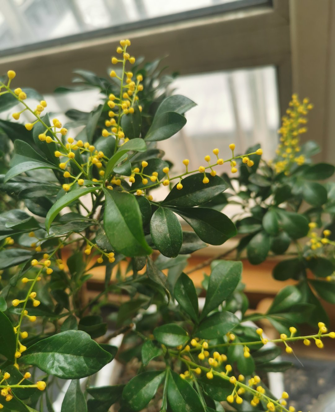 米兰花的四季养护方法和关注事项,米兰花冬天怎么养护和浇水方法