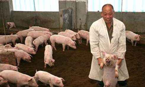 小猪拉稀咳嗽要用什么药治疗,小猪喂奶粉拉稀怎么治疗最好