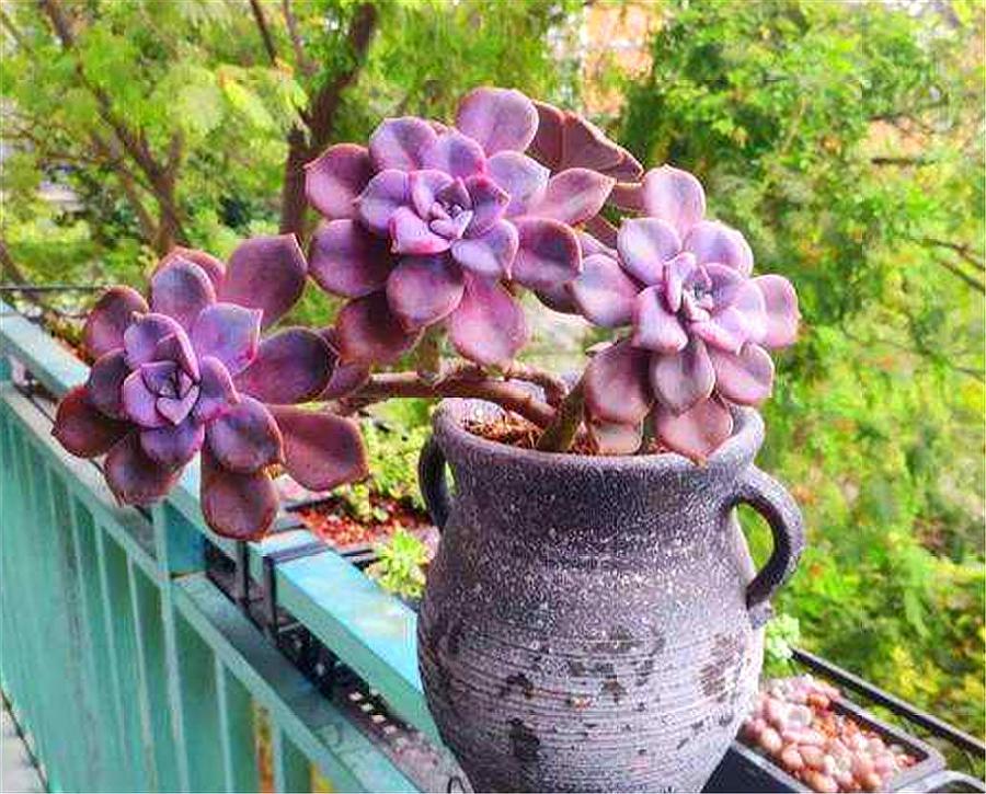 紫乐悬崖桩不修根可以上盆吗,多肉紫乐怎么养成老桩