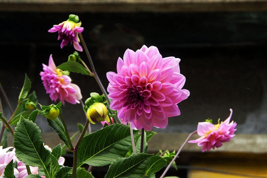 养大丽花的风水禁忌图片,养大丽花要多大的盆
