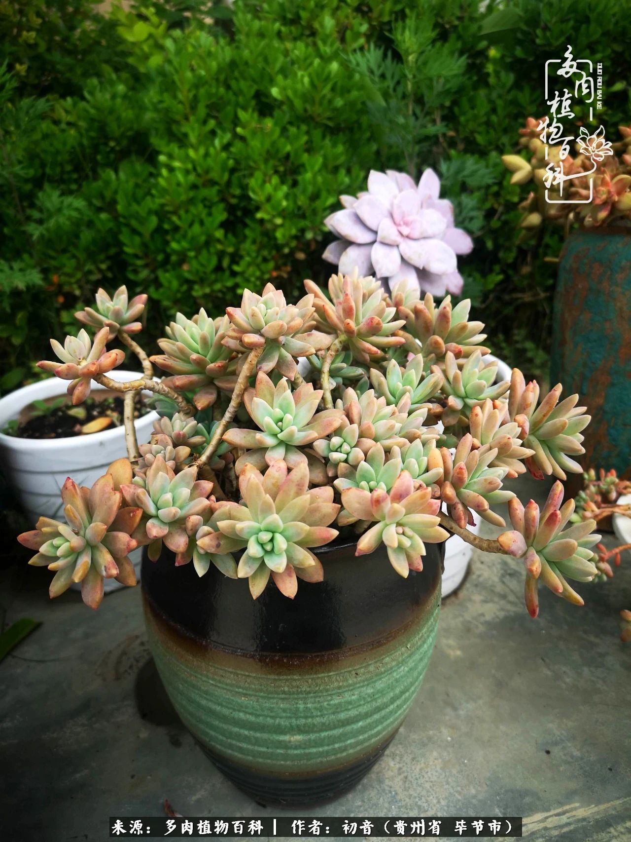 和多肉共度美好时光,与多肉一起成长