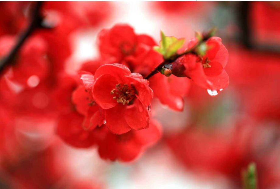 诗词中的春雨,关于春雨的唯美意境诗句