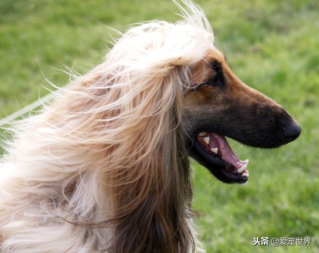 小型犬最可爱可以梳辫的,小型长毛犬可以扎辫子