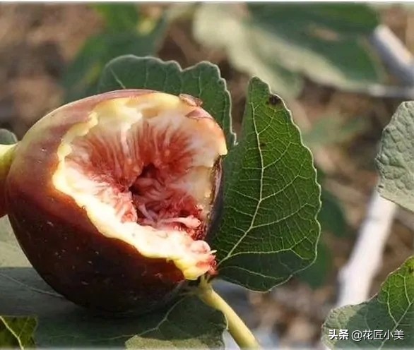 无花果快熟了被鸟啄，教你一招虫鸟无忧，吃到香甜软糯的果实