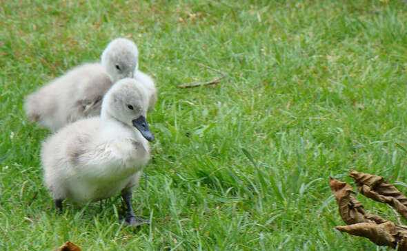 养鹅1个月收入10种方法,从零开始学习养鹅技术