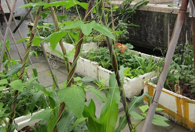 豆角落叶落花还发黄是什么原因,豆角开花少的原因及解决方法