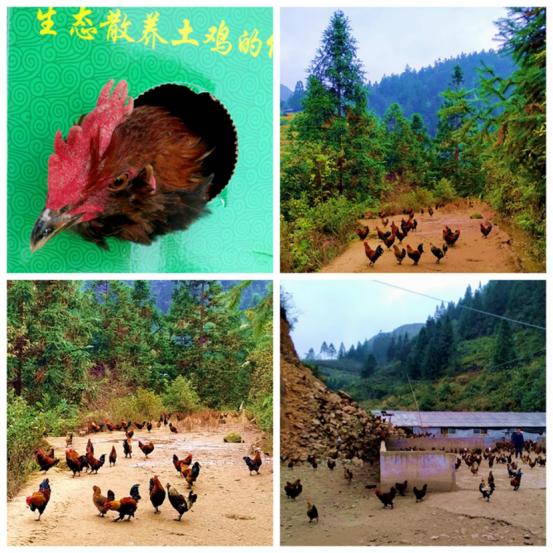 龙胜凤鸡竟“飞”入海鲜市场，“高规格”背后大有文章