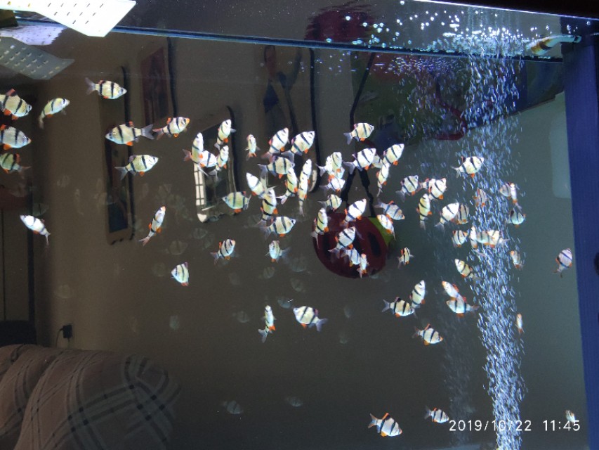 东锦和西锦龟不加温行吗,初学者养鱼的日记