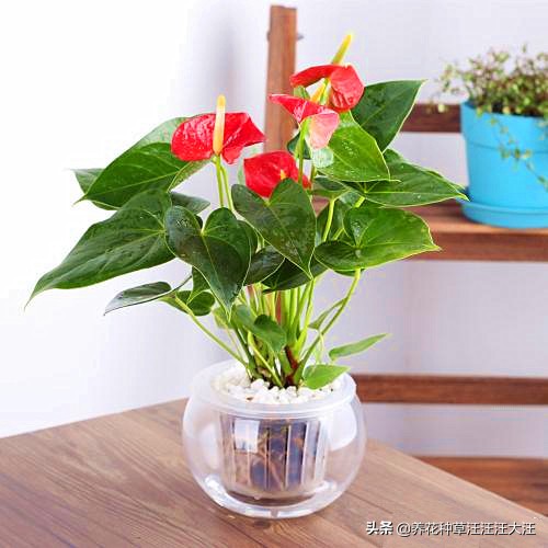 水培红掌花怎么养护,水培红掌的养殖方法和关注事项