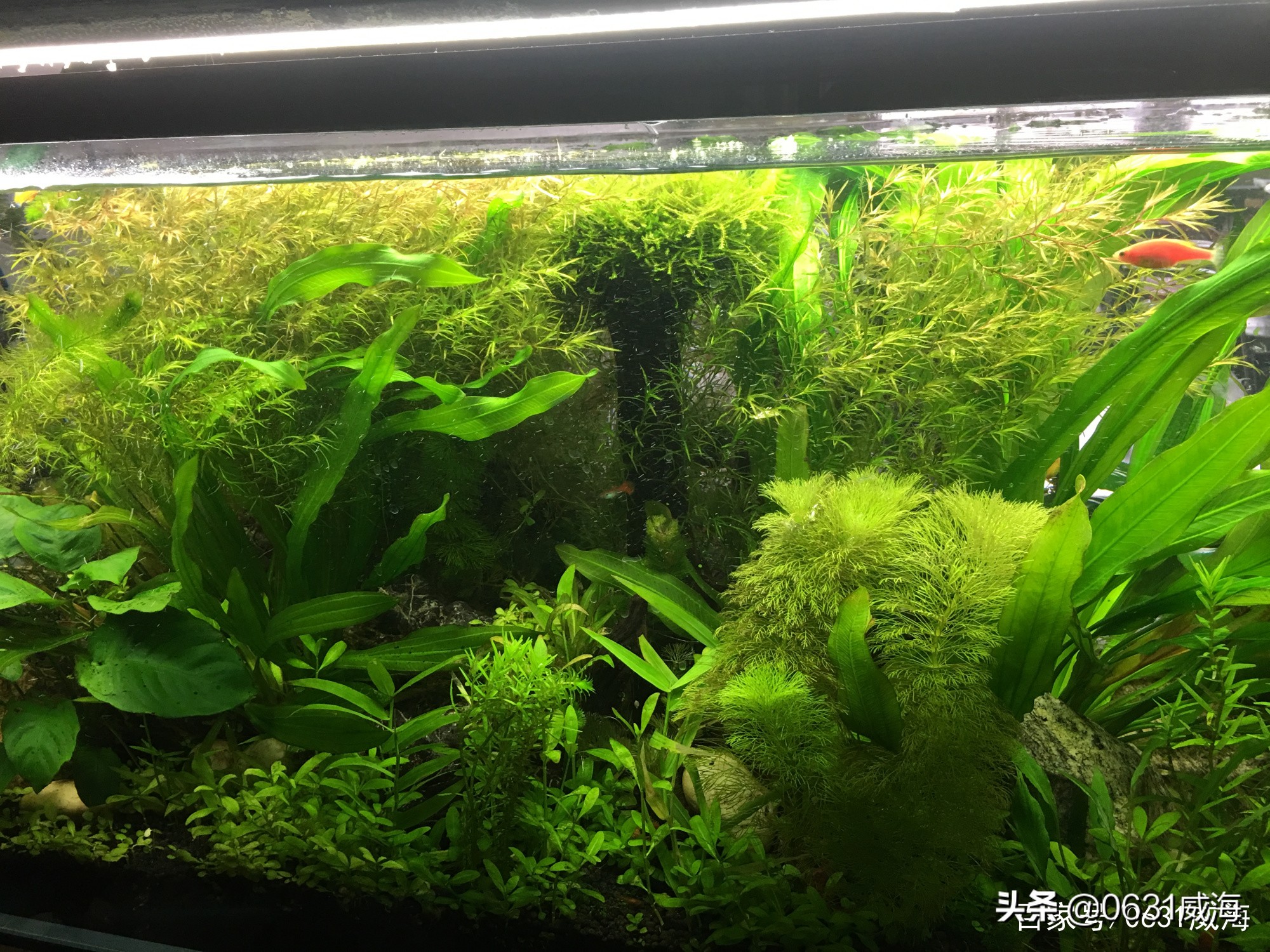 水草泥需要铺底部过滤吗,水草缸用河里的泥