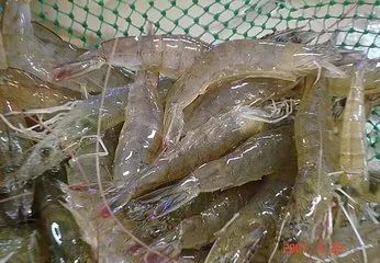 科普虾部位,科普虾类视频