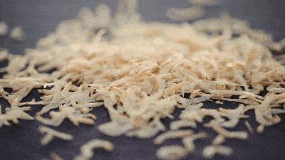 科普虾部位,科普虾类视频