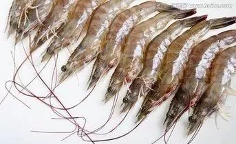 科普虾部位,科普虾类视频