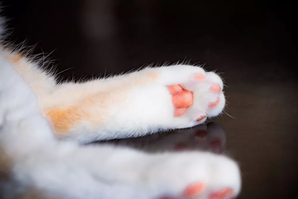 猫肉垫怎么护理,猫肉垫经常出现什么问题