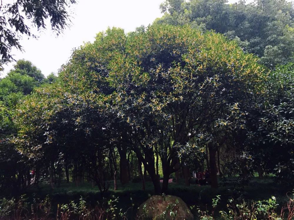 上海赏桂花好去处,江浙沪赏桂哪里去