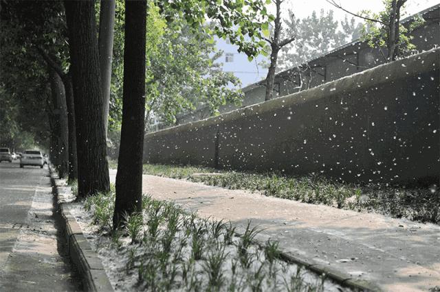 【提醒】赏花拍照回来，90后姑娘视力猛降到0.1…最近大批人被它坑进医院！