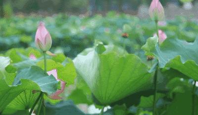 粉嫩暴击！建德这个地方会飘“仙气”，看一眼就醉！