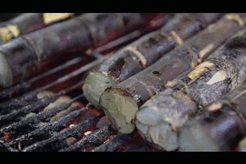 活久见｜砂糖曾一度被当做神药，历史地位这么高！