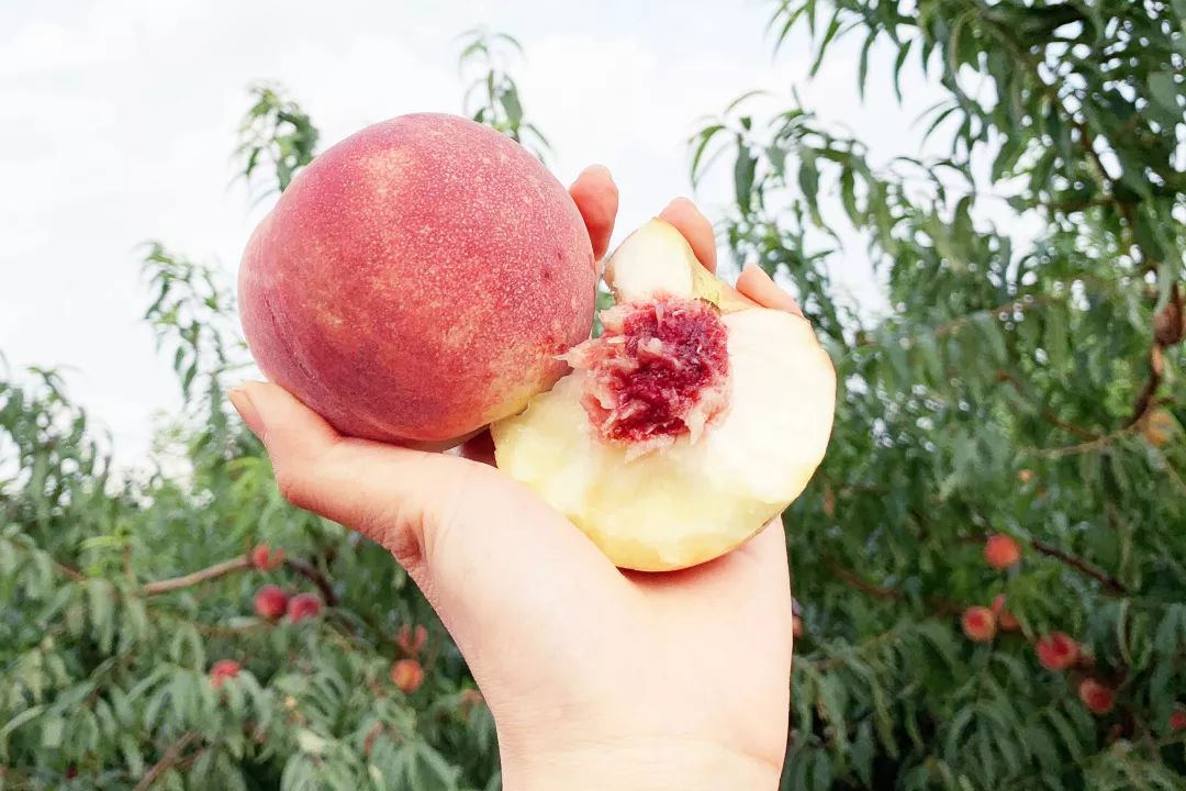 金秋红蜜桃打碎吉尼斯世界纪录,金秋红蜜吉尼斯世界纪录