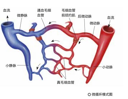 少年科学粉每日一题｜可能引起“休克”的微循环障碍是怎么回事？