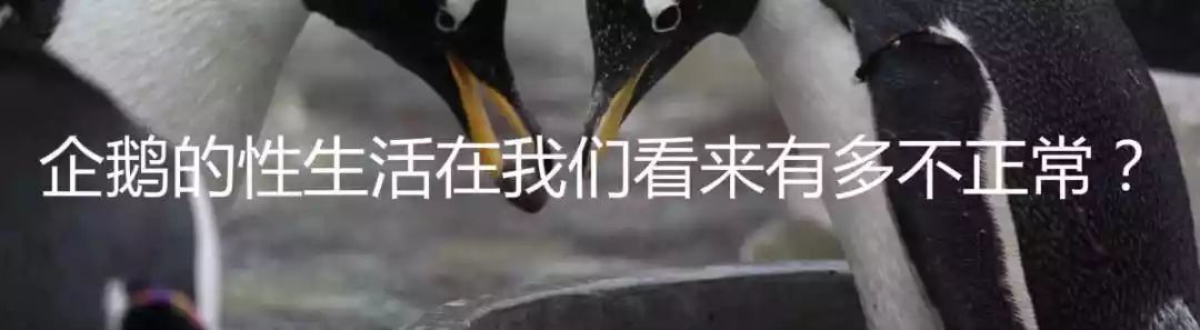 射精经济学与浪漫的诸多情势