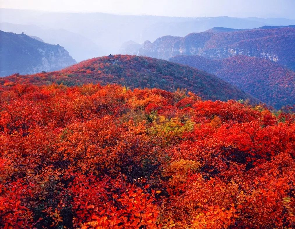 河南秋季最美红叶,河南十大红叶观赏地