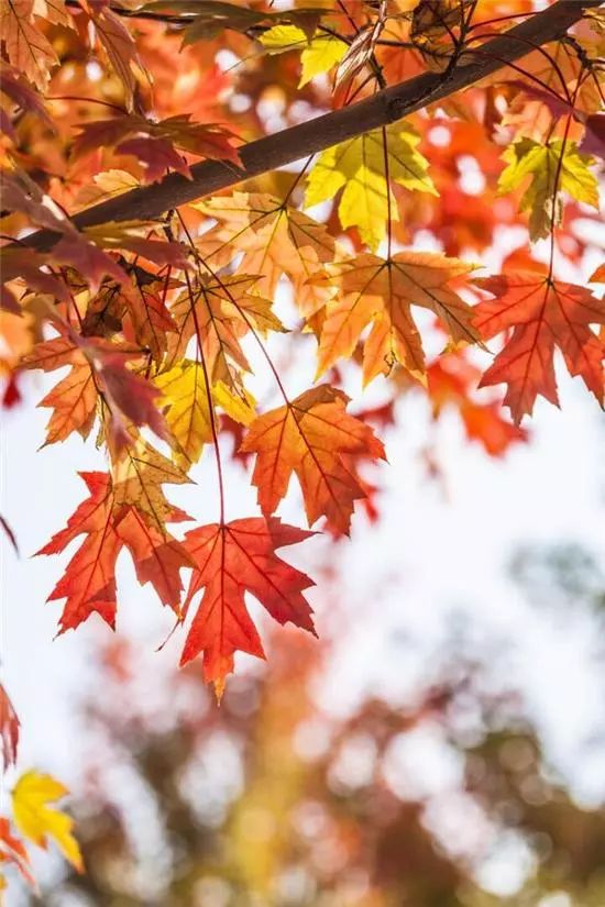 河南秋季最美红叶,河南十大红叶观赏地