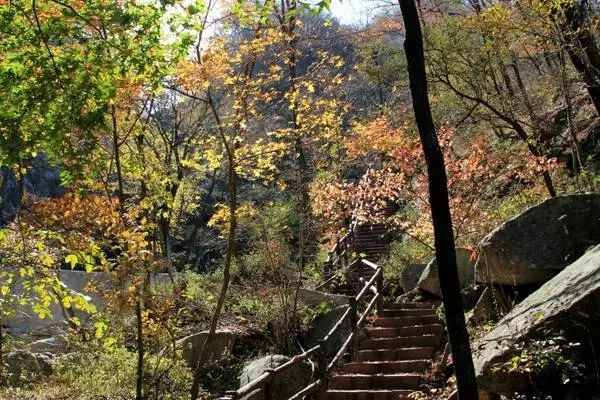 河南秋季最美红叶,河南十大红叶观赏地