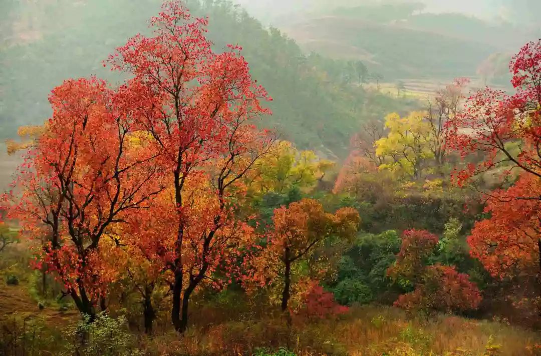 河南秋季最美红叶,河南十大红叶观赏地
